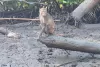 klong-kone