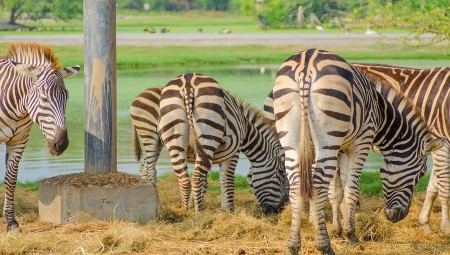safariworld