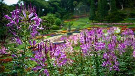 goldentriangle-doitung