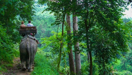 Mae Taman Elephant