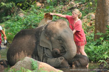 Elephant Sanctuary Adventure