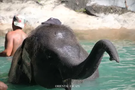  Phuket Elephant Sanctuary Village