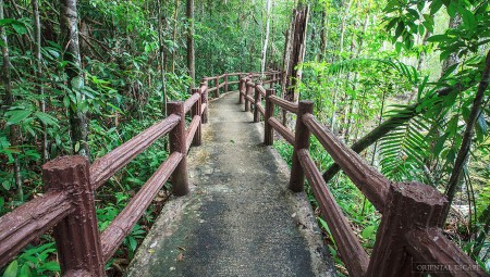 jungle