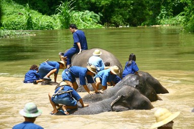 Elephant Safari at Thai Elephant Conservation Center
