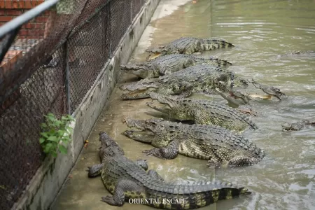 crocodilefarm