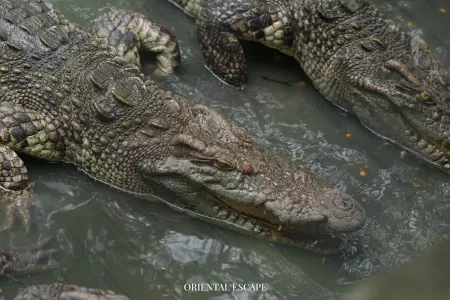 crocodilefarm