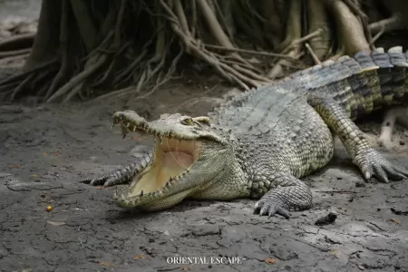 Damnoen Saduak + Crocodiles Farm