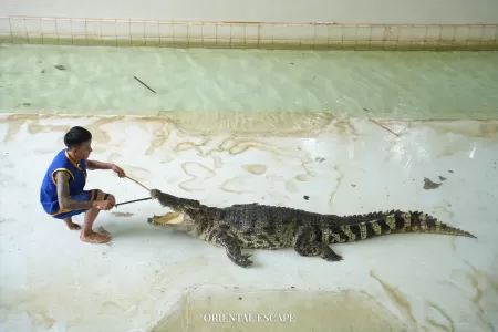 crocodilefarm