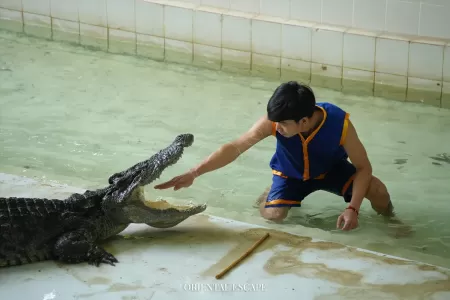 crocodilefarm