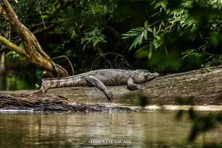 Khao Yai National Park Trekking