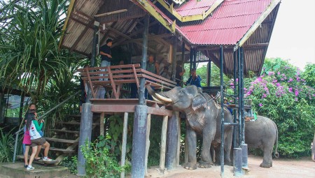 elephant-village