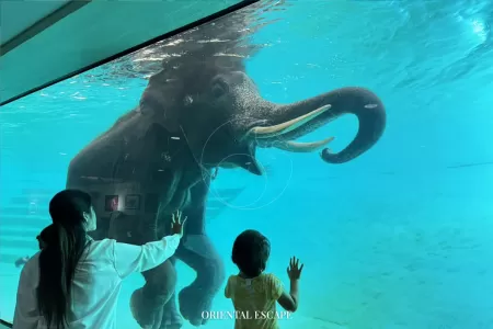 Khao Kheow Open Zoo + Nong Nooch Pattaya Garden (From Pattaya)