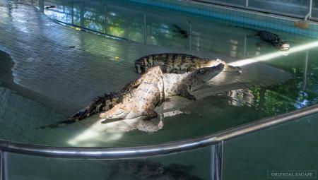 millionyearsstonepark-crocodilefarm
