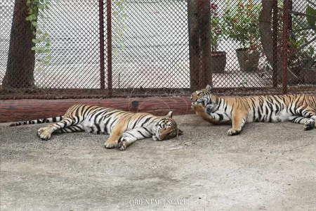 tigerzoo