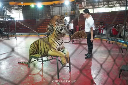 tigerzoo